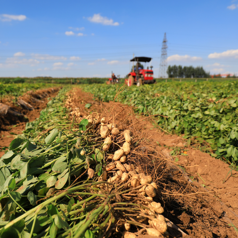 Harvested peanuts with green leaves and roots lying in a field row, with a red tractor and blue sky in the blurred background.
